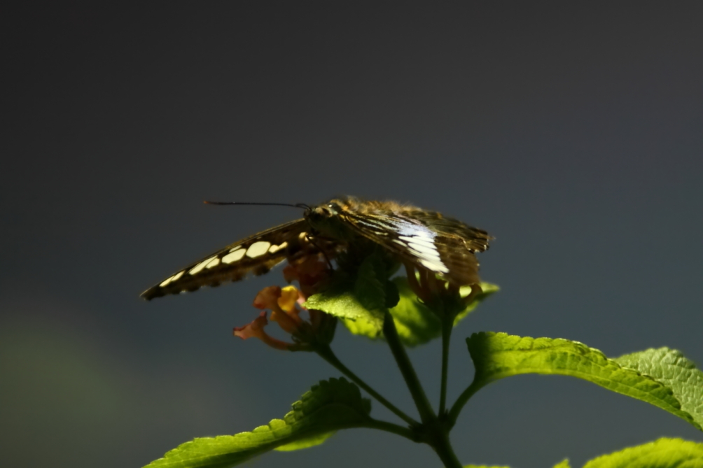 2012 08 03 9999 786